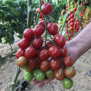 Cà Chua Bi Đỏ Lùn