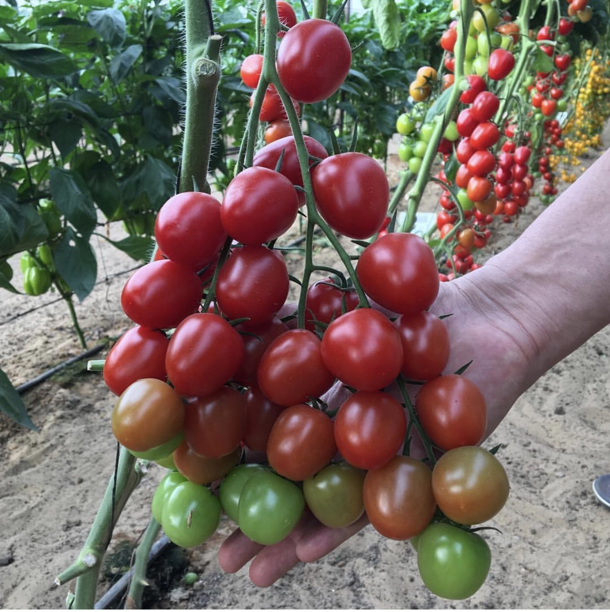 Cà Chua Bi Đỏ Lùn