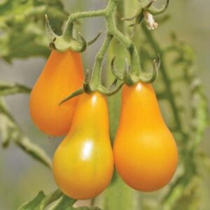 Cà Chua Cherry Lê Vàng