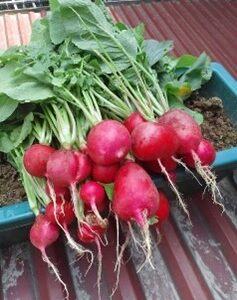 Củ Cải Đỏ Dài