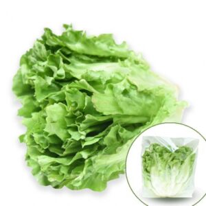 Xà Lách Carol Đà Lạt