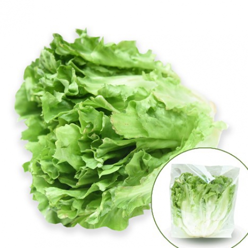 Xà Lách Carol Đà Lạt