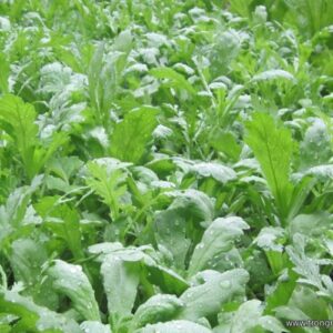 Rau cải cúc nếp