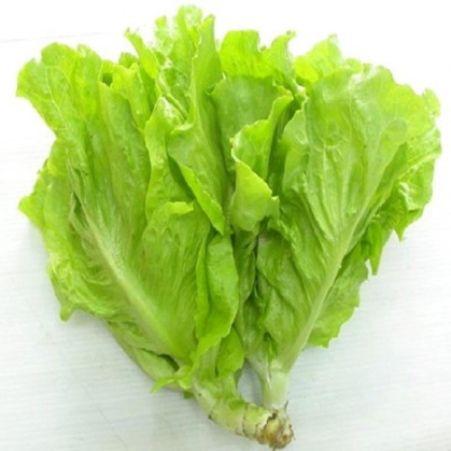 Xà Lách Dún Vàng