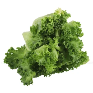 Xà lách Bata via xanh