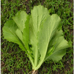 Cải bẹ xanh mào gà