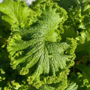 Cải bẹ xanh Chongak Mỹ