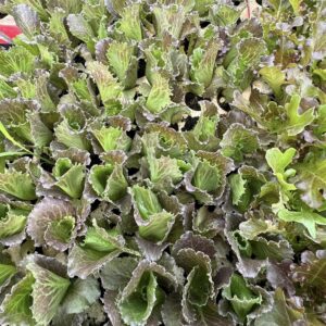 Xà lách Mỹ đỏ