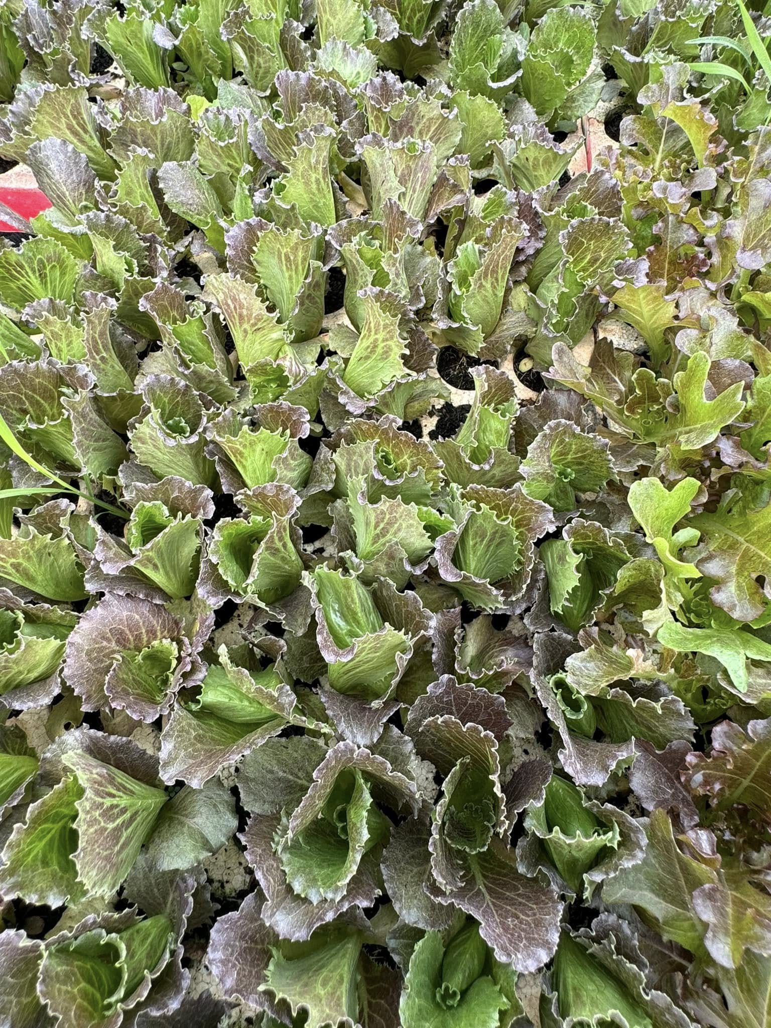 Xà lách Mỹ đỏ