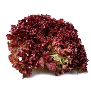 Xà lách xoăn tím