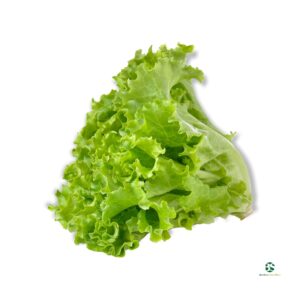 Xà lách xoăn xanh